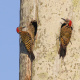 woodpecker