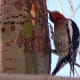 woodpecker