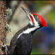 Dryocopus pileatus