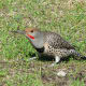 woodpecker