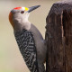 Melanerpes aurifrons