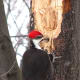woodpecker