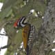 woodpecker