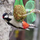 woodpecker