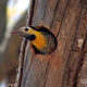 woodpecker