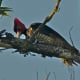 woodpecker