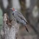woodpecker