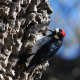 Melanerpes formicivorus