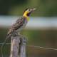 Colaptes campestris