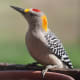 woodpecker