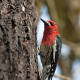 Sphyrapicus ruber
