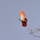 woodpecker