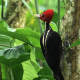 Campephilus guatemalensis