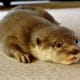 palawan-small-clawed-otters