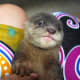 Nothing cuter than a baby otter. Nothing stinkier either! You have to toilet them like a kitter or dog puppy, as they don't eliminate on their own.