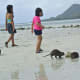 Out on their first foray to the nearby mangrove beach to learn to fend for themselves.