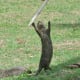 Gimme dat. Otters are very clever and work together as a family team. They are never long without one of the parents or siblings.