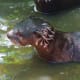 The least water loving of all otters; still they swim like dancers in the water. They live mainly on shores of mangroves or rivers.