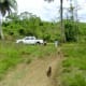 Otters following us to the truck from the mangroves. Bonded to us as their family, they don't run away.