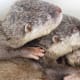Always touching. Their paws are soft like a baby. Three brothers. At over a month their eyes began to open just a slit. These otters mate for life.