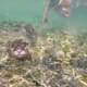 palawan-small-clawed-otters