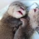 Otter pups have a peculiar smell. Their poo is called spraint. Yup, just like it sounds, they spray pool and pee at the time.