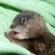 palawan-small-clawed-otters