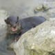 palawan-small-clawed-otters