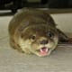 palawan-small-clawed-otters