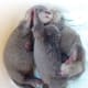 Otter pups about 3 weeks old. The Asian small clawed otter, are very touchy feely; always reaching out to each other for reassurance.