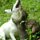 palawan-small-clawed-otters