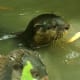 palawan-small-clawed-otters