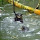 palawan-small-clawed-otters