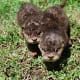 We let the otters roam. They are bonded to family and do not run away.