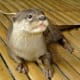 palawan-small-clawed-otters