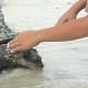 palawan-small-clawed-otters