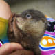 palawan-small-clawed-otters