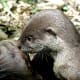Sleek Asc otter at 5 months old. They emit one sharp high pitched sound that works as a locator and reassurance to each other I've observed.