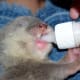 They took to the puppy/kitten bottle right away; it made it easier on us to feed them.