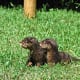 Hey! What was that? Mommy otter has two liters a year and the subsequent siblings raise and train each other.