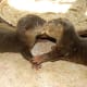 palawan-small-clawed-otters