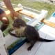 palawan-small-clawed-otters