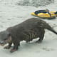 palawan-small-clawed-otters