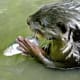 Fish is not their primary diet. They eat mainly crabs, mollusks, snail, frogs and mud skipper fish.