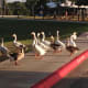 twin-lakes-park-and-ymca-in-cedar-park-texas-things-to-do-in-cedar-park-and-austin-texas