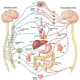 nervous-system-master-controlling-and-communicating-system-of-the-body