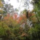 Fall colors on the Pinnacle Trail.