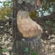 By the lake, some beavers chewed up a tree.