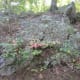 Sights while hiking along The Pinnacle Trail Crowders Mountain State Park Kings Mountain, NC