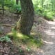 Summer time on the Ridgeline Trail Crowders Mountain State Park Kings Mountain, NC